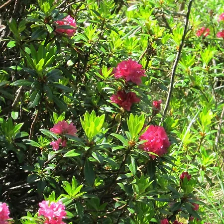 切尔维诺山谷杜鹃花公寓 * 布勒伊-切尔维尼亚